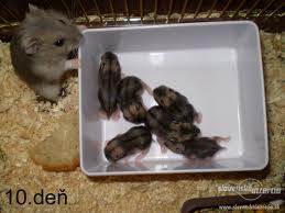 images-15